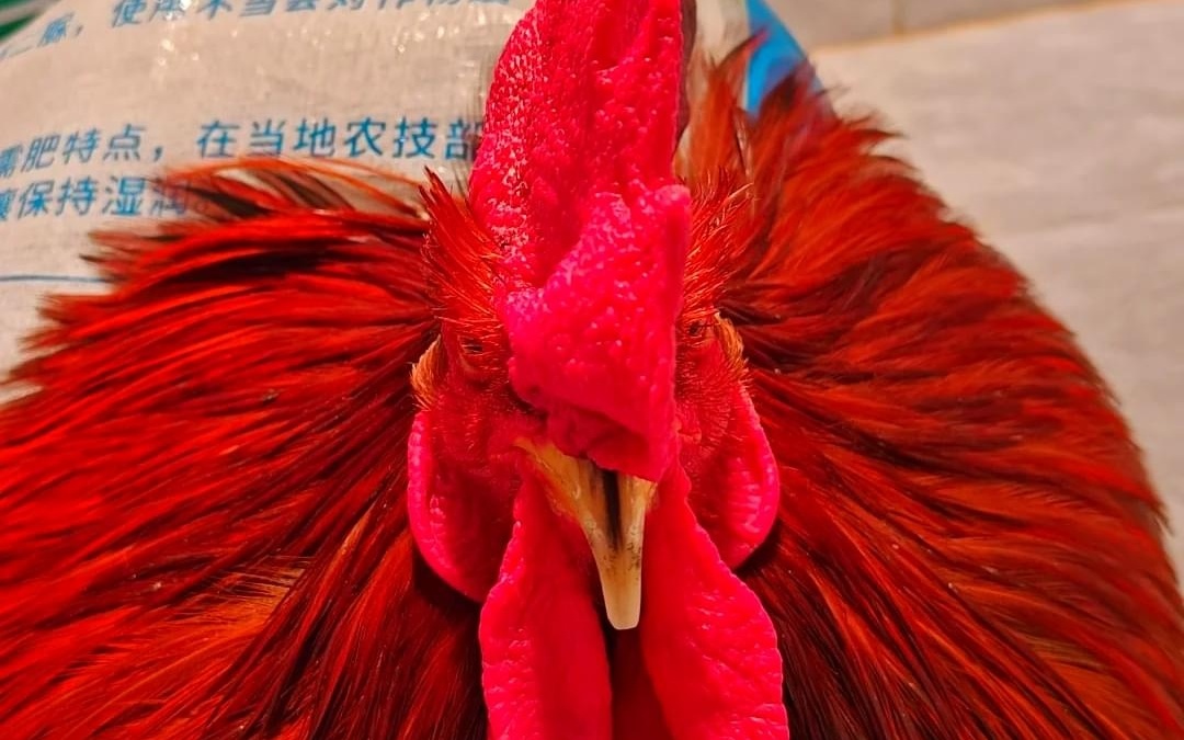 图