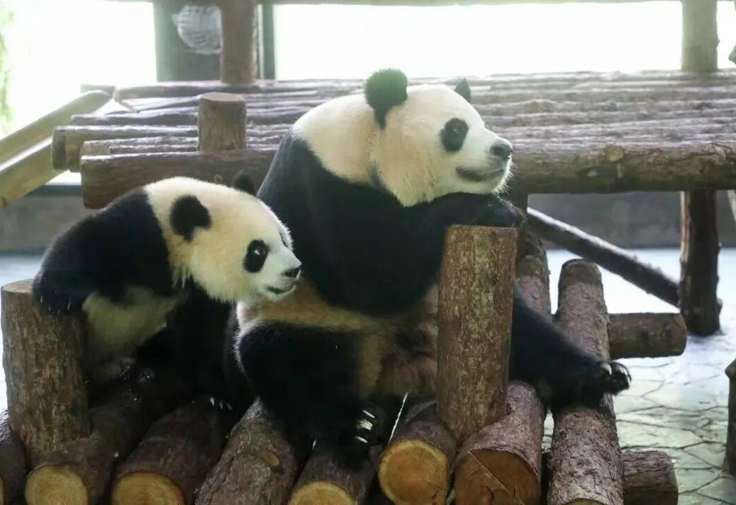 图