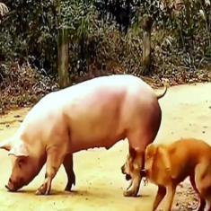 图
