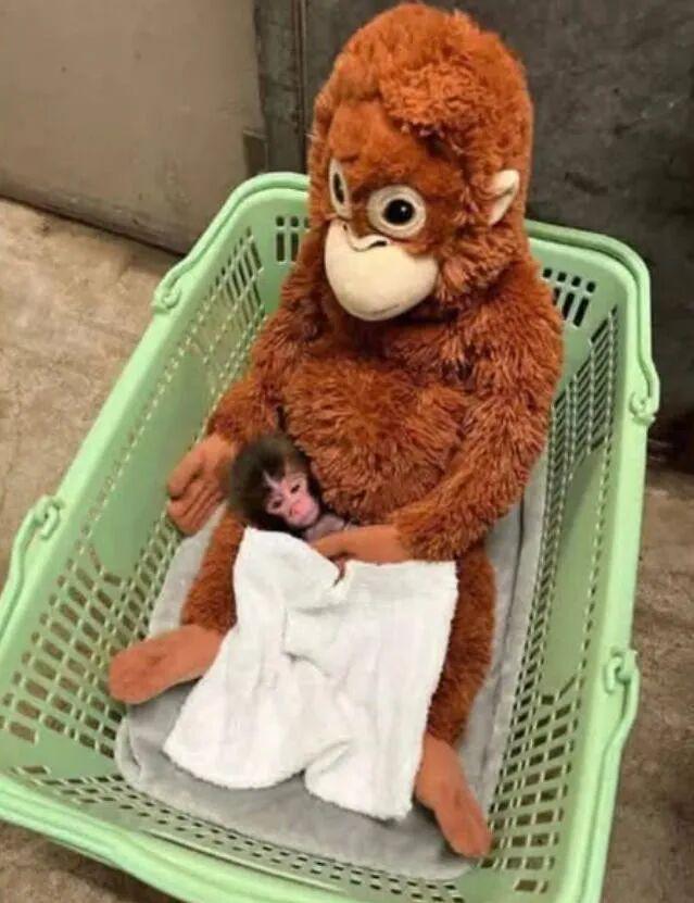 图