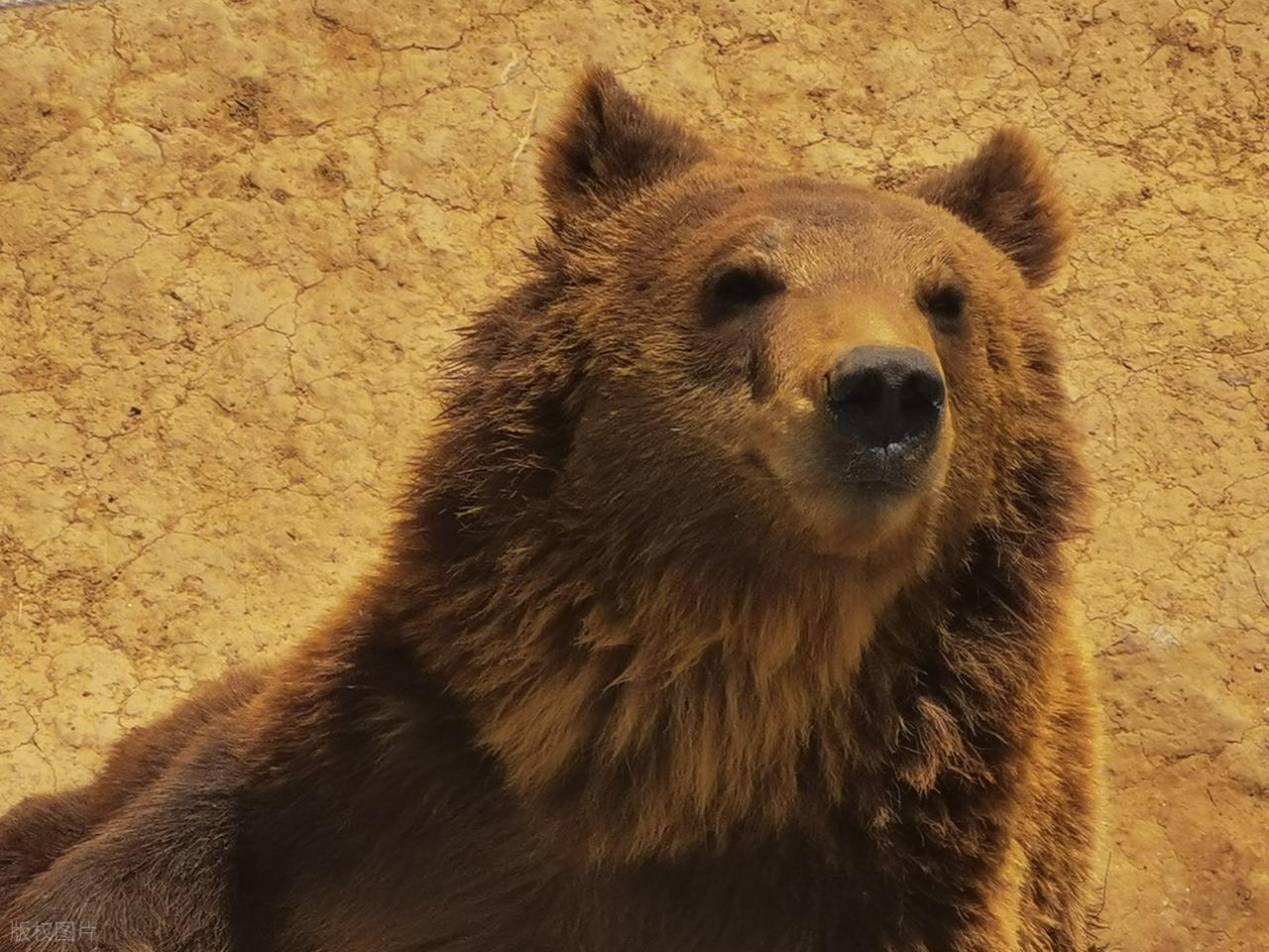 图