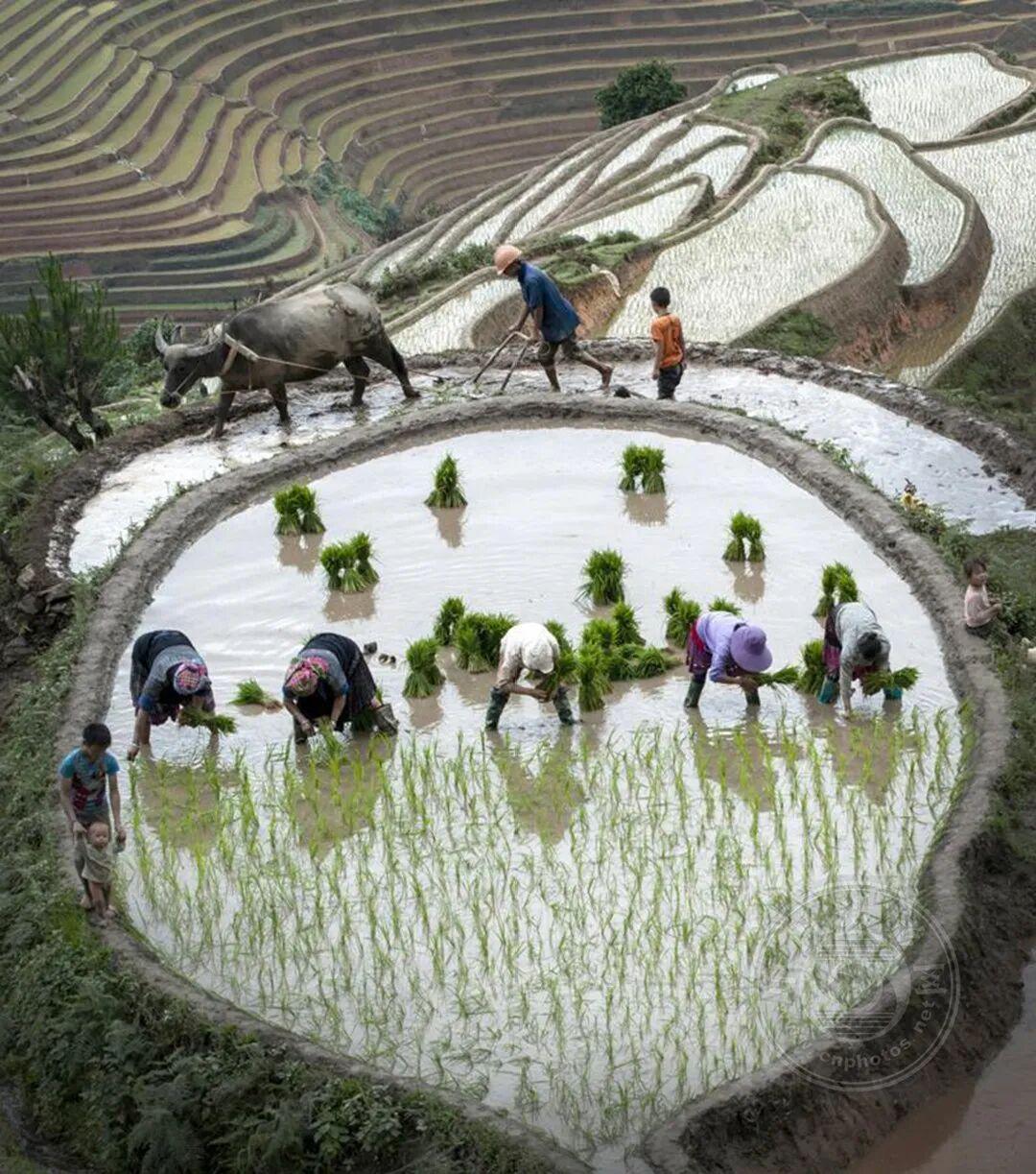 图