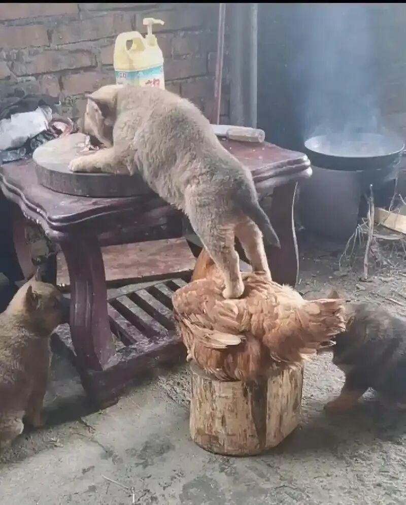 图