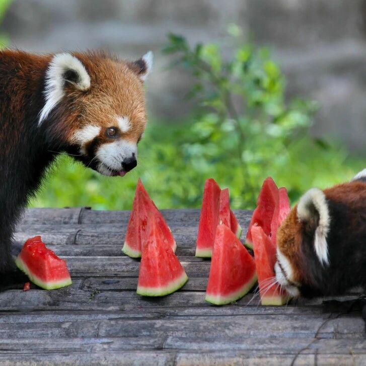 图