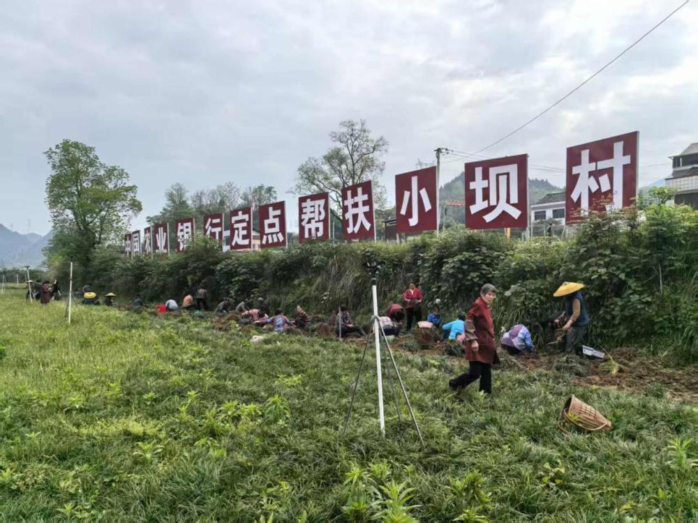图