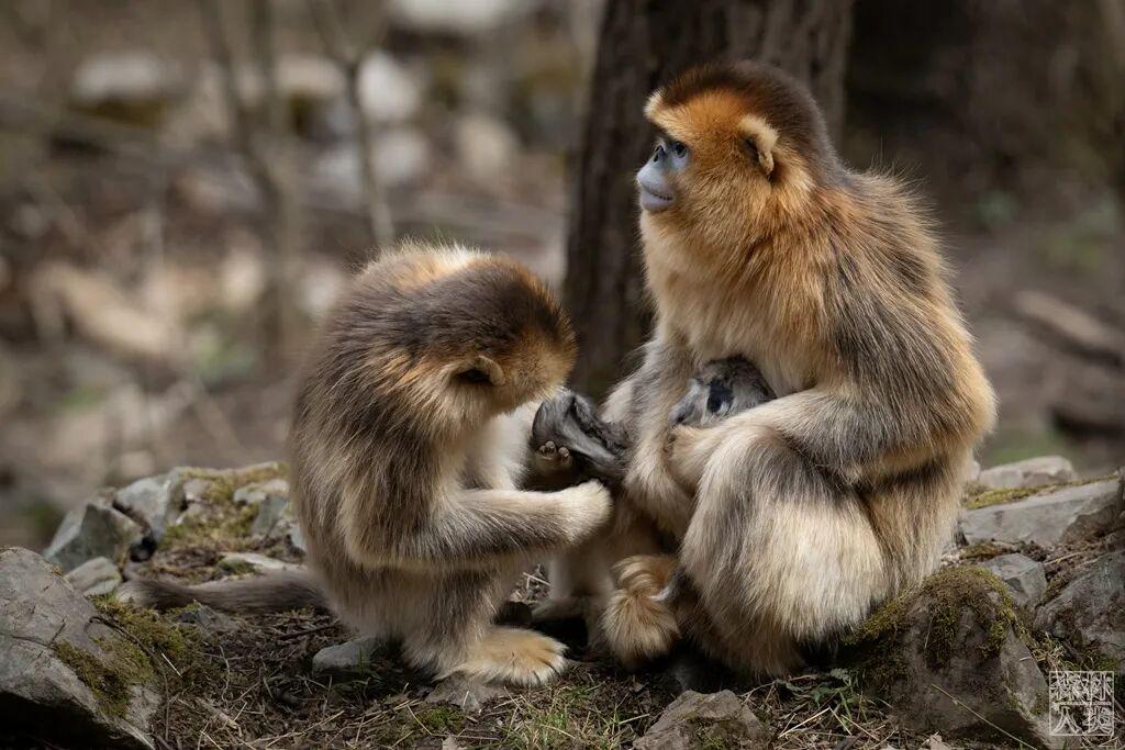 图
