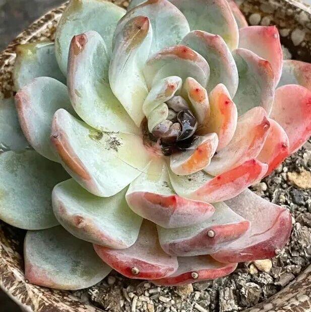 图