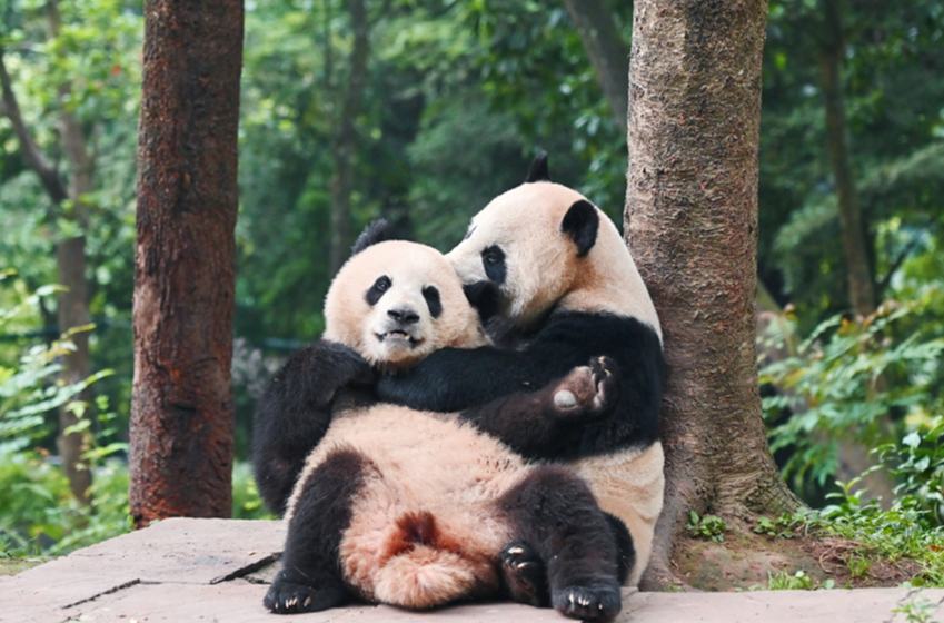 图