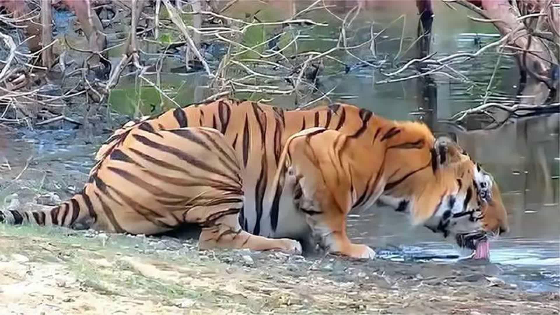 图