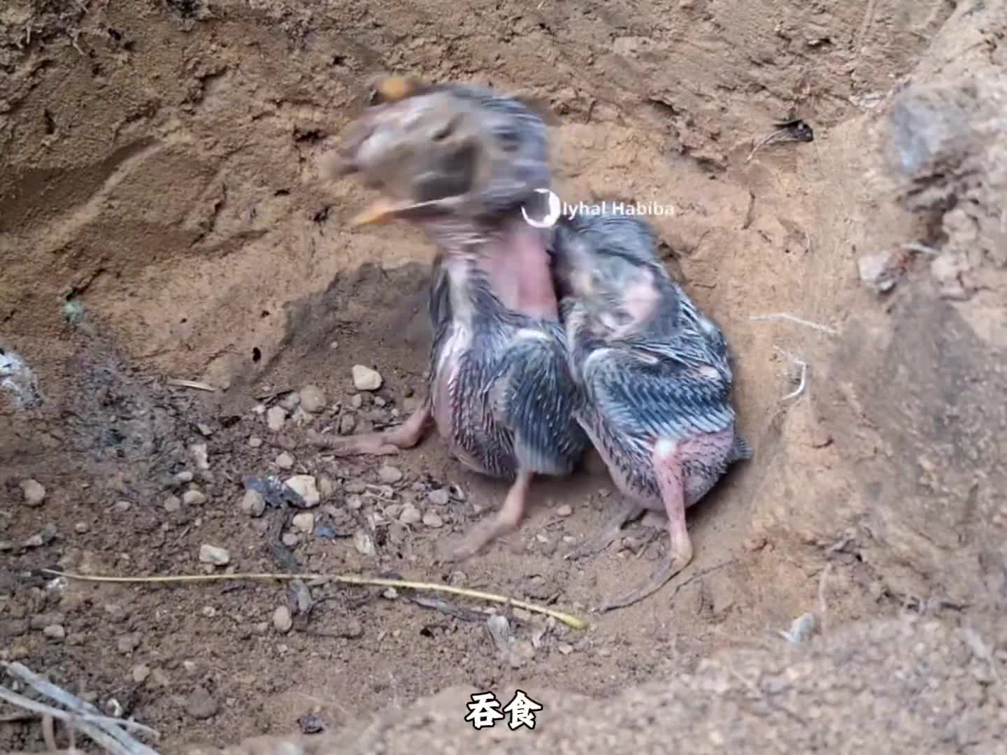 图