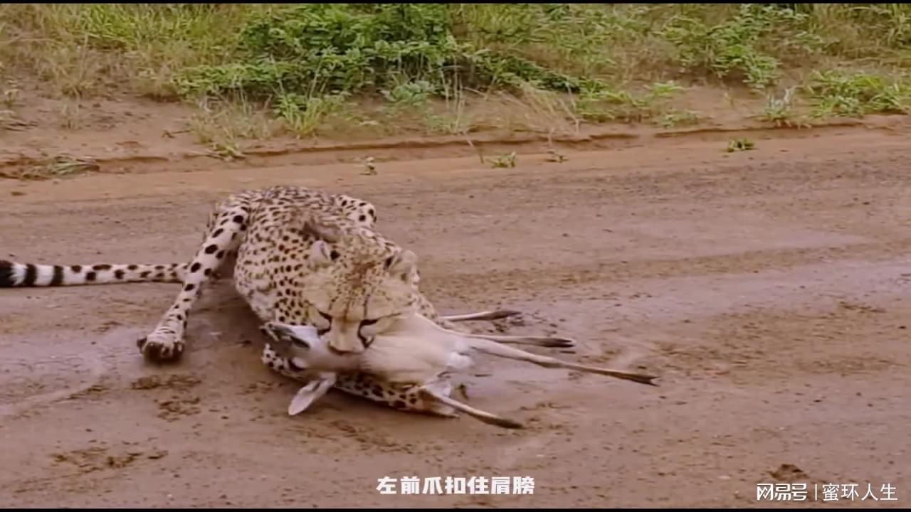 图
