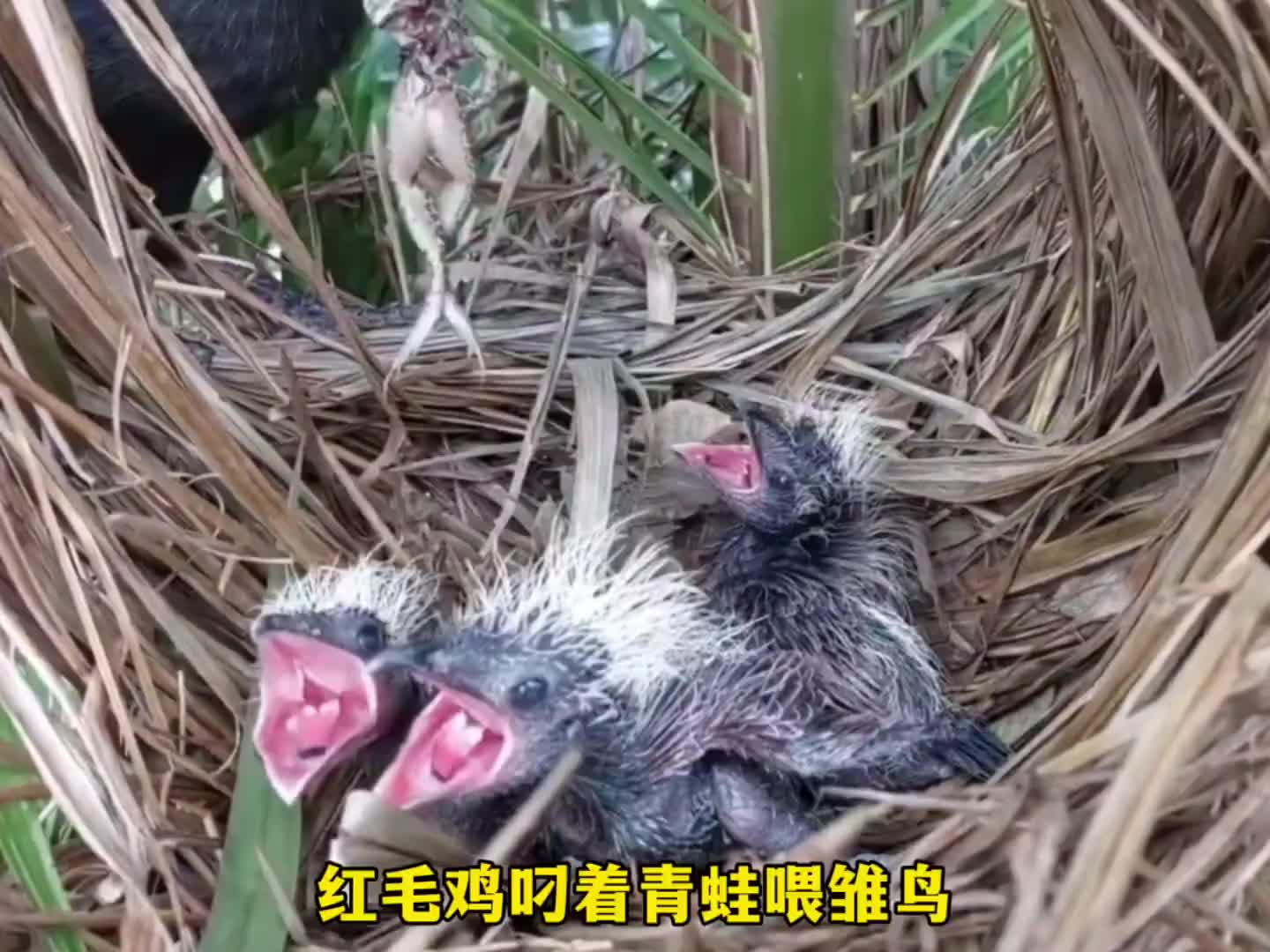 图