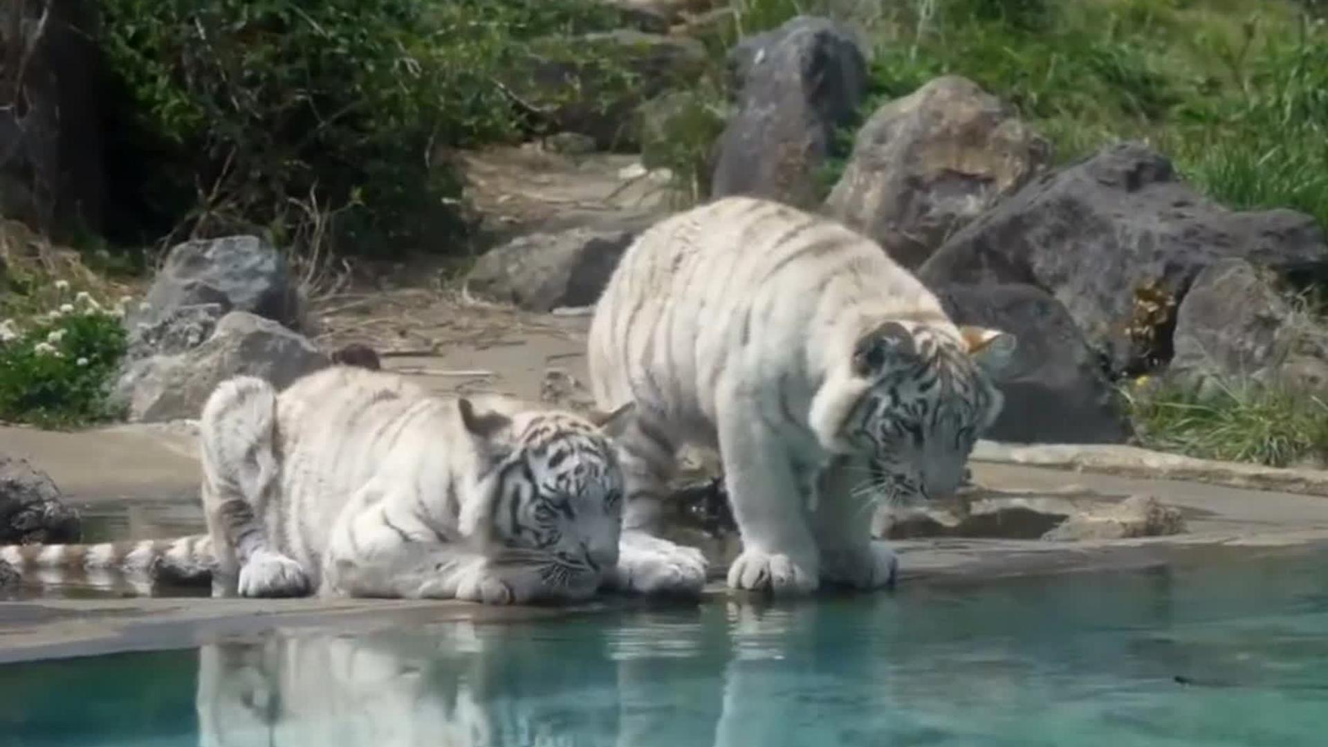 图