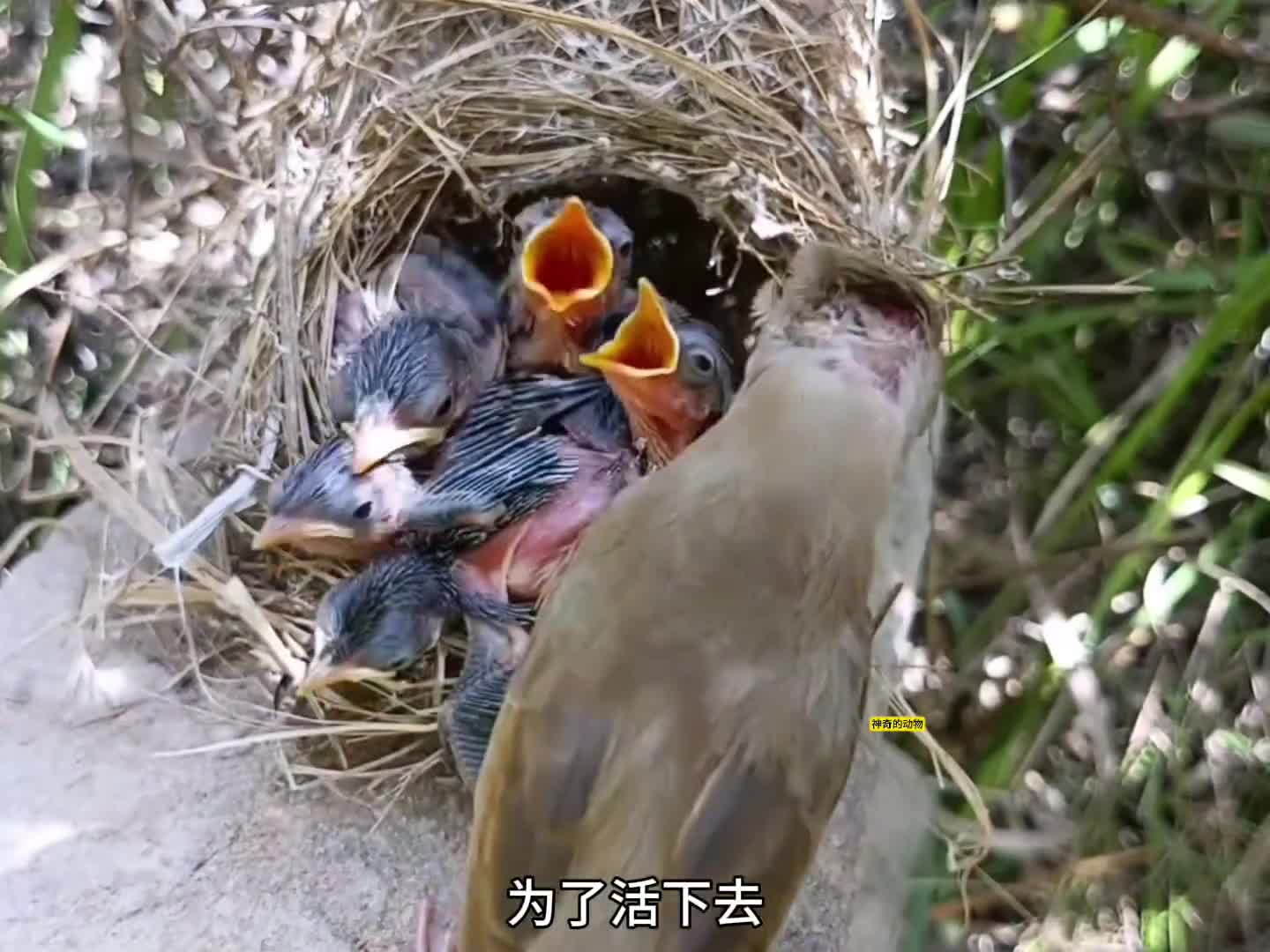 图