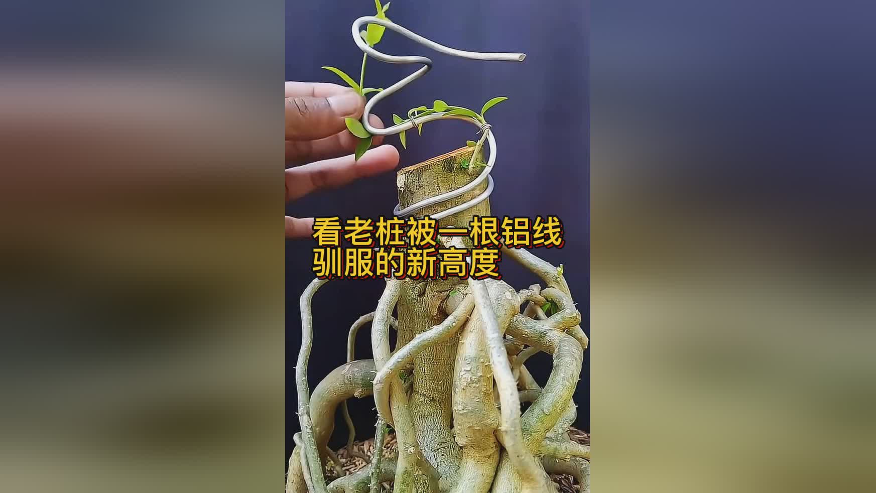 图