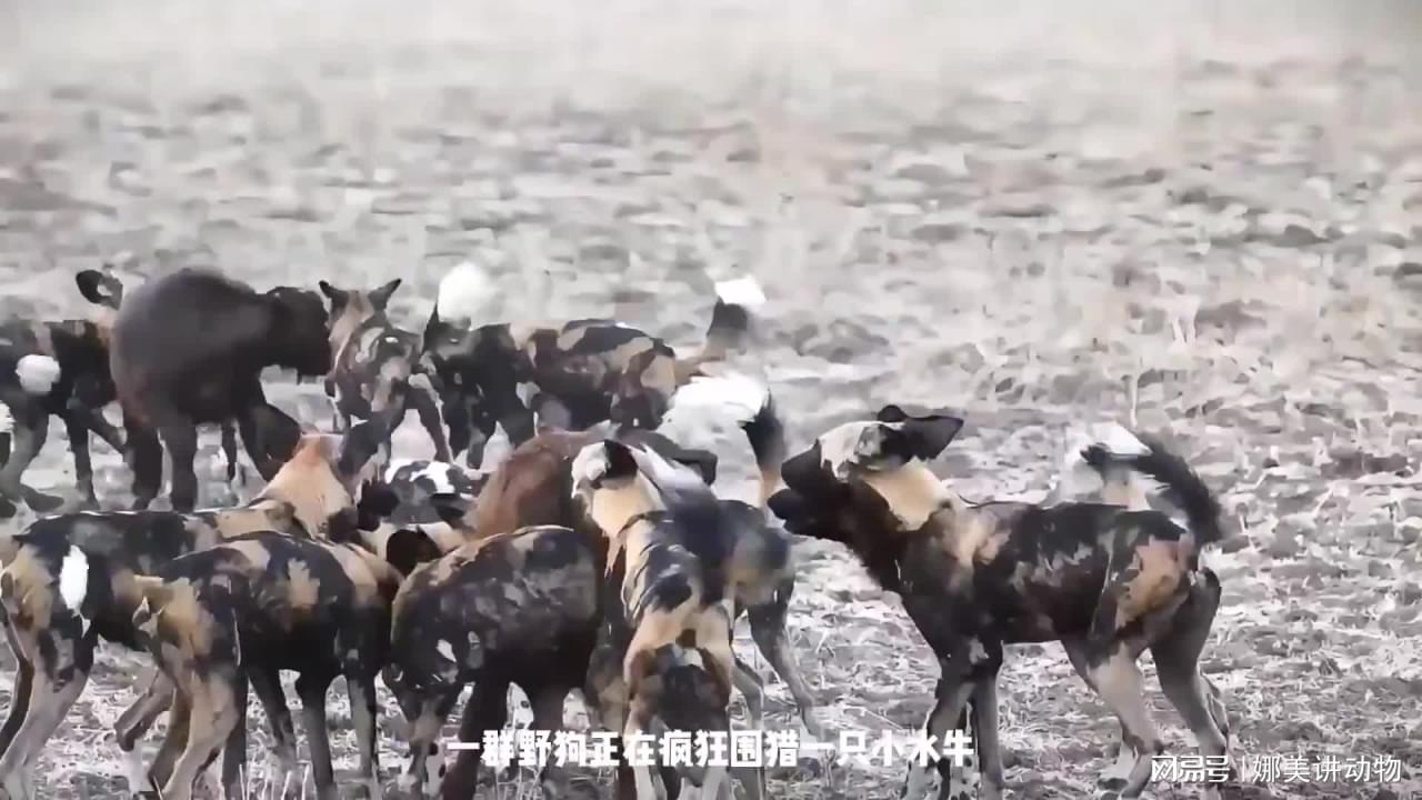 图