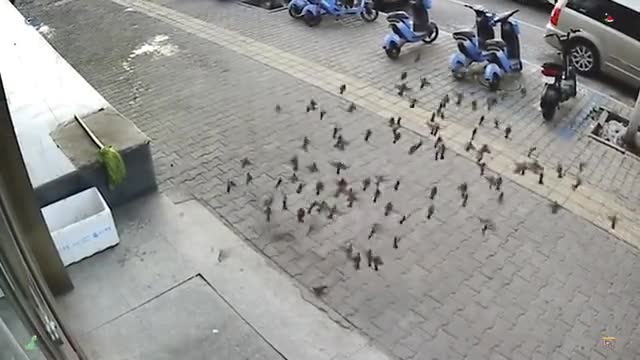 图