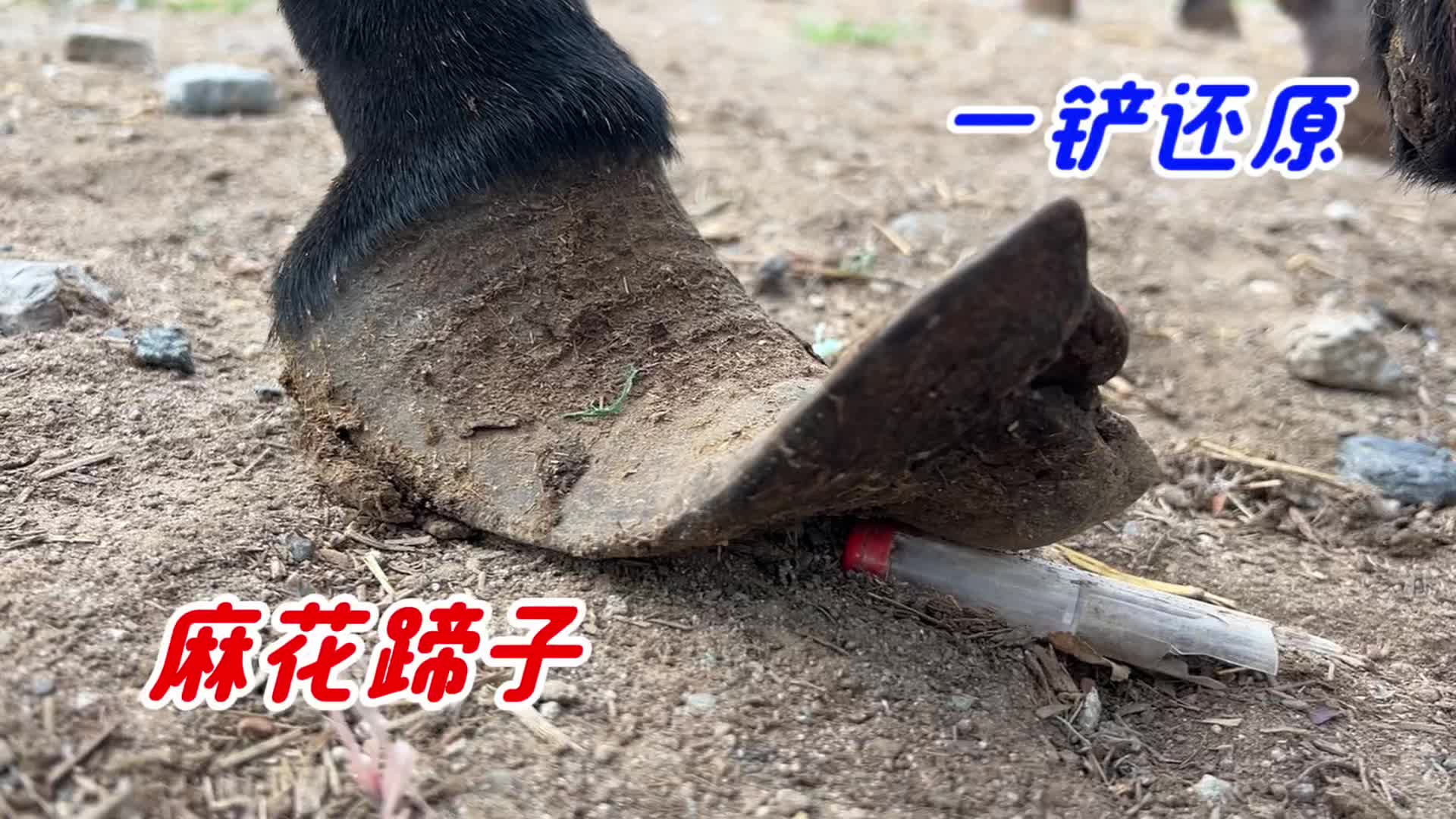 图