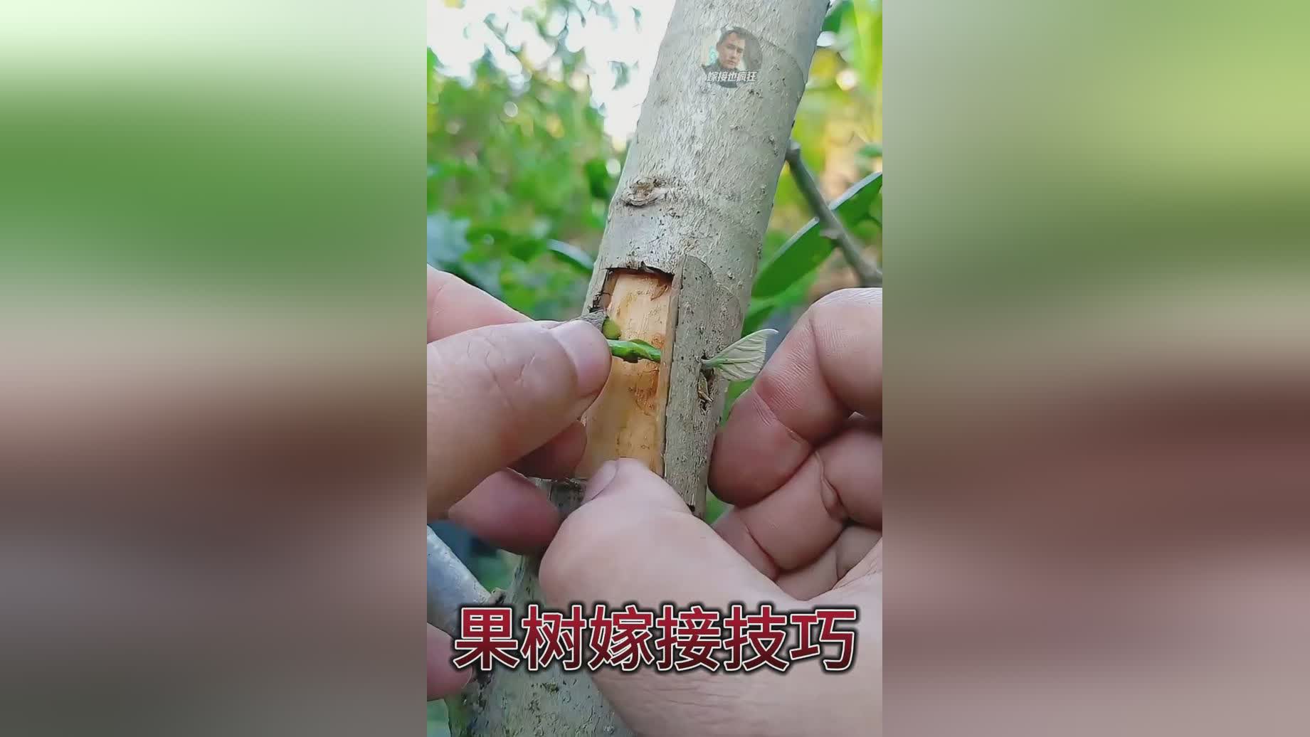 图