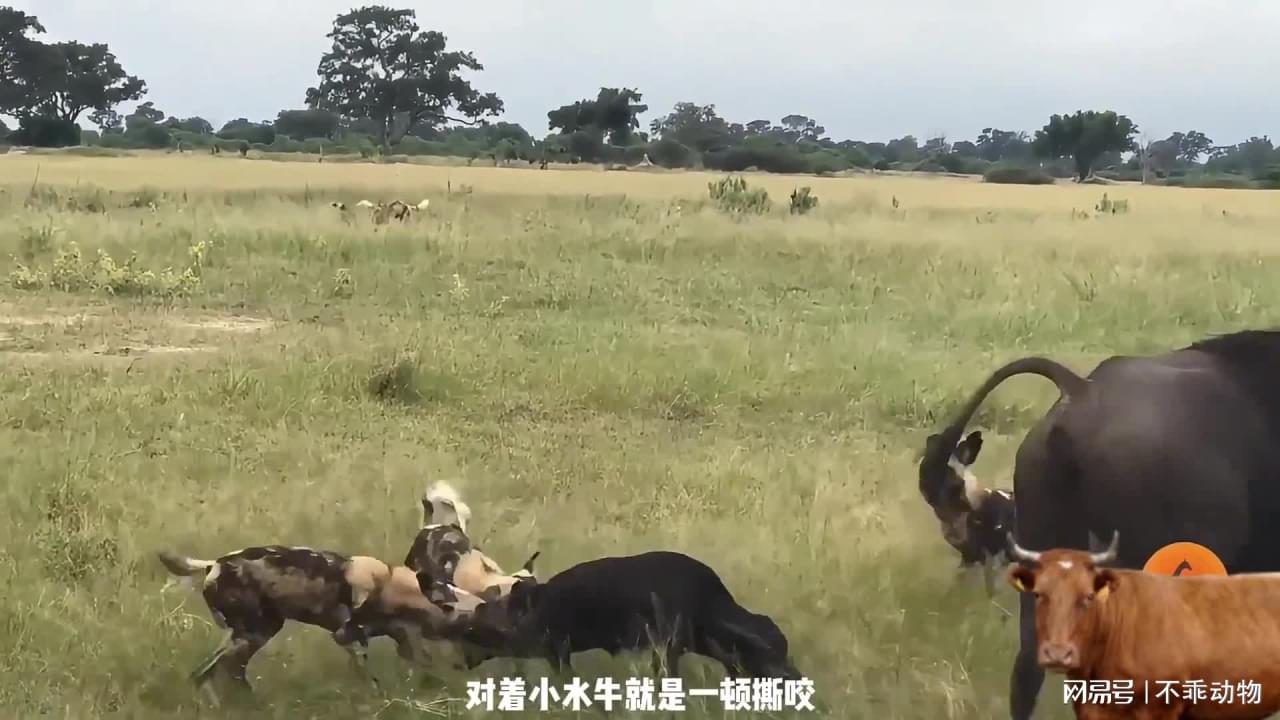 图