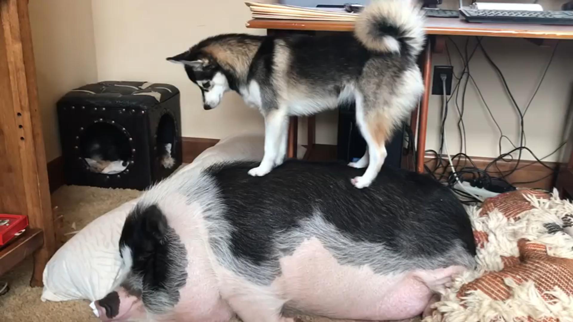 图