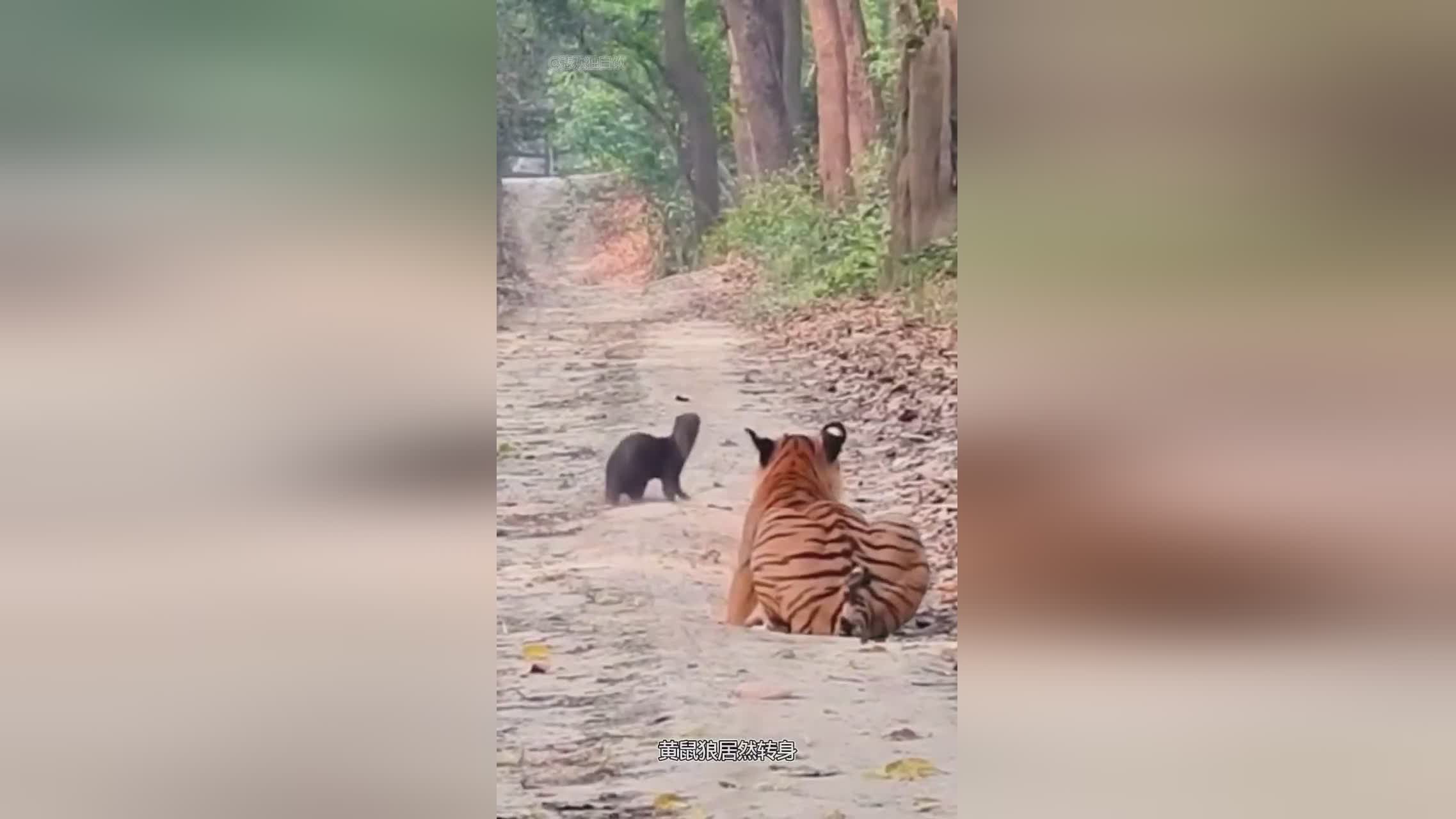 图