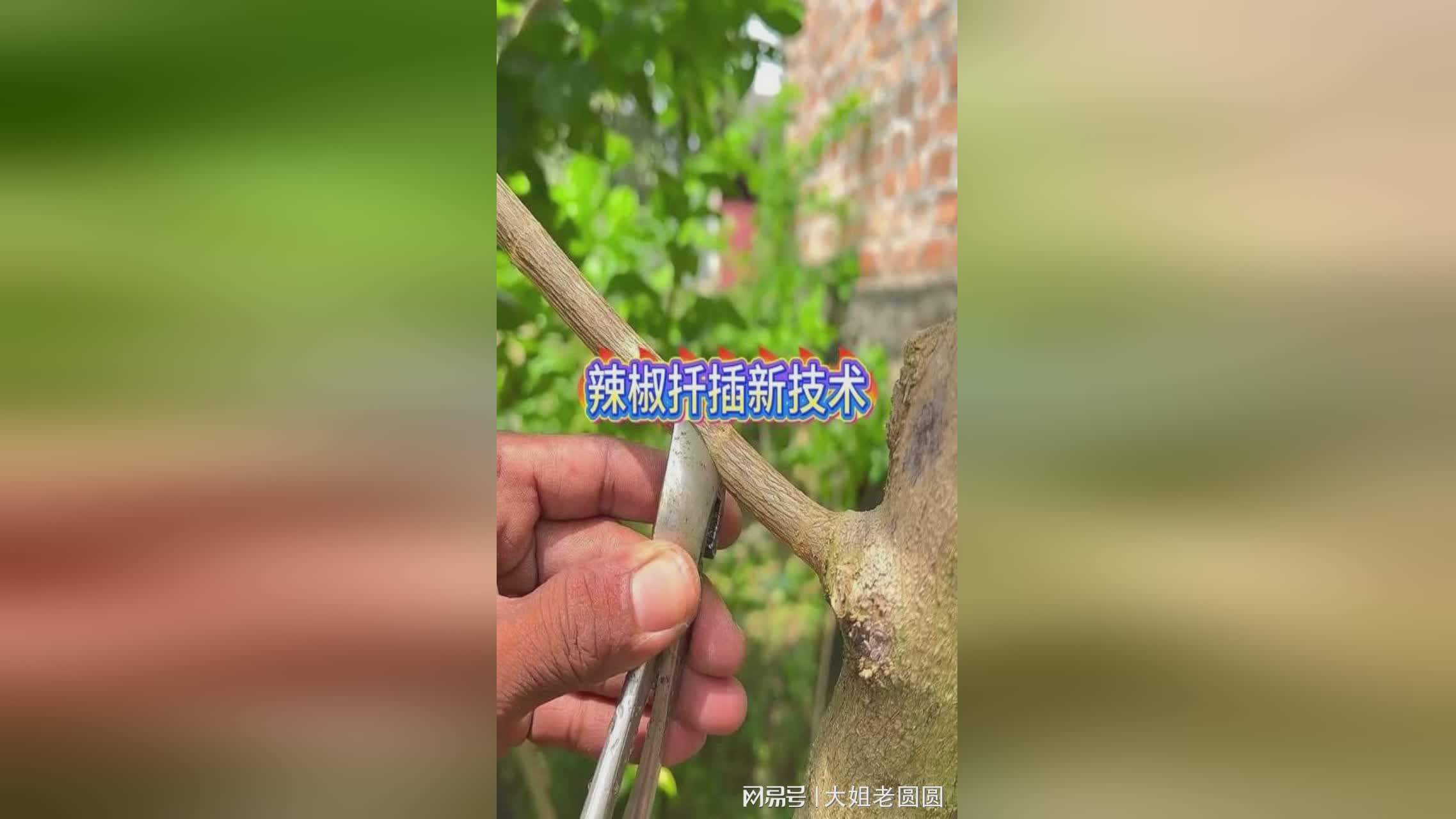 图