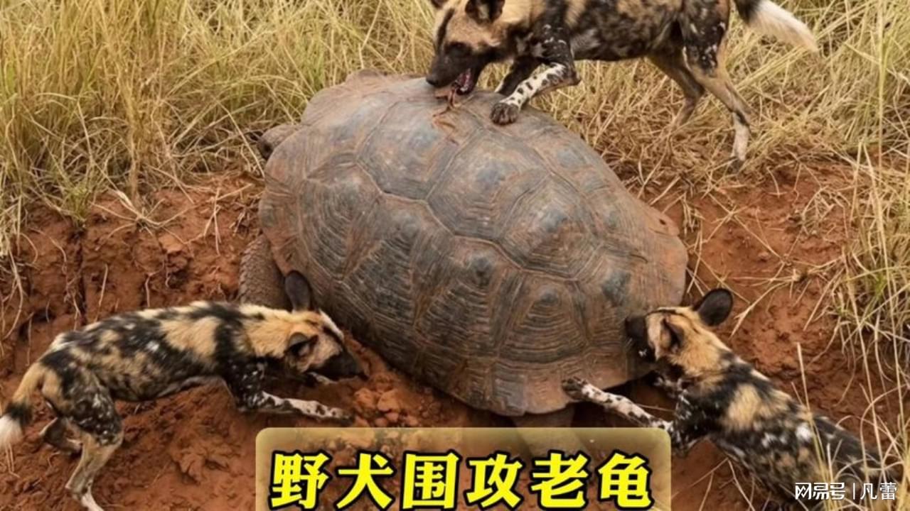 图