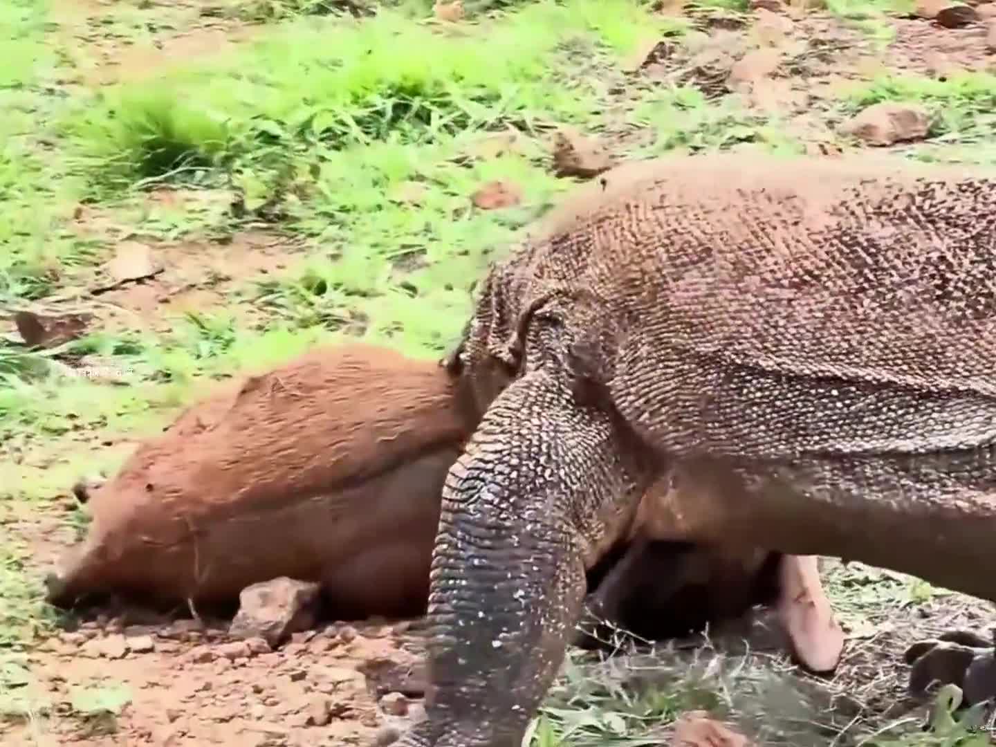 图