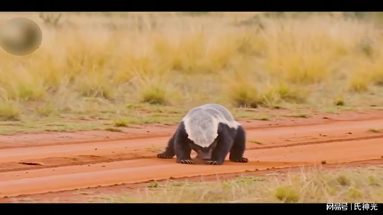 图