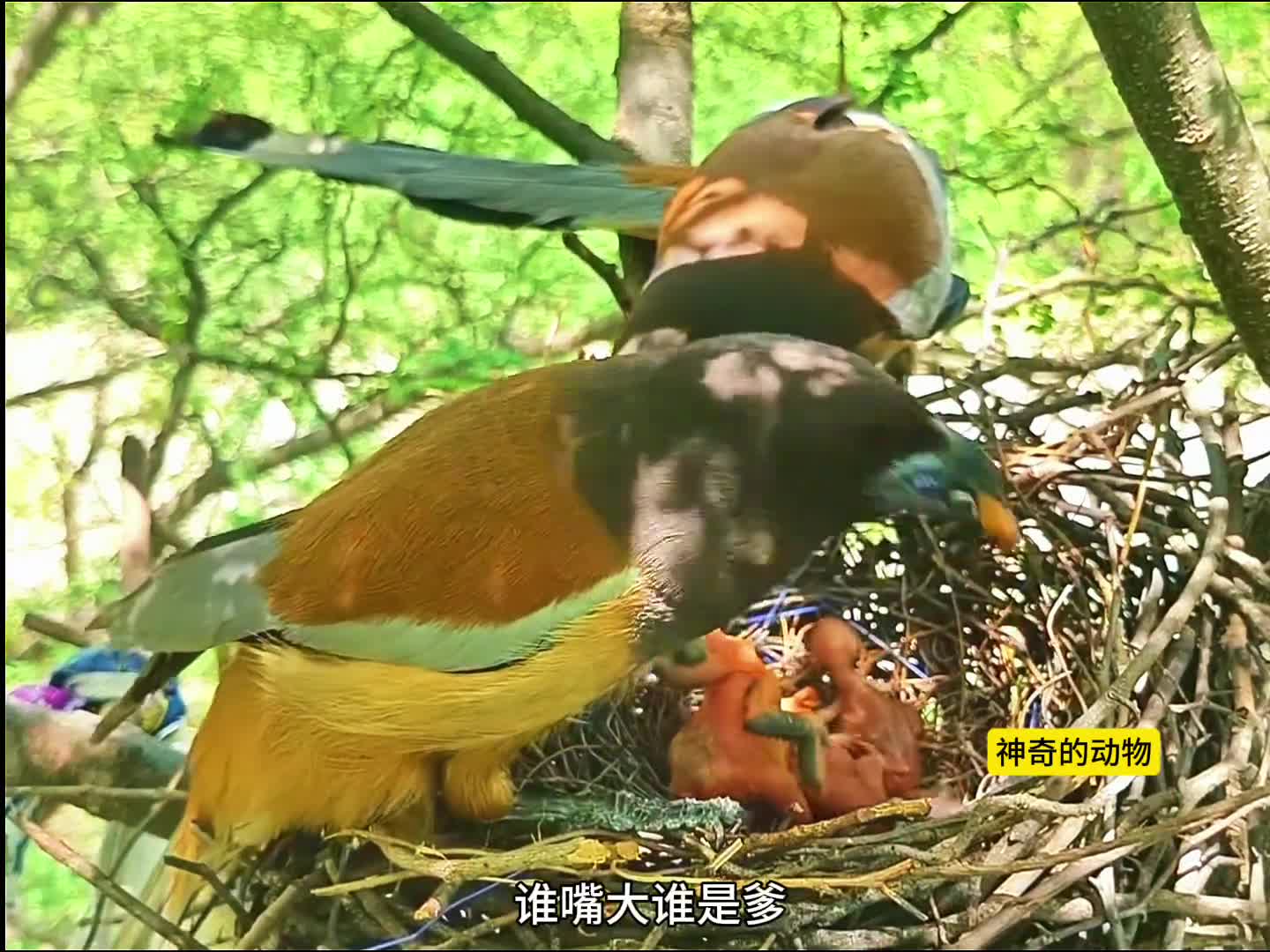 图