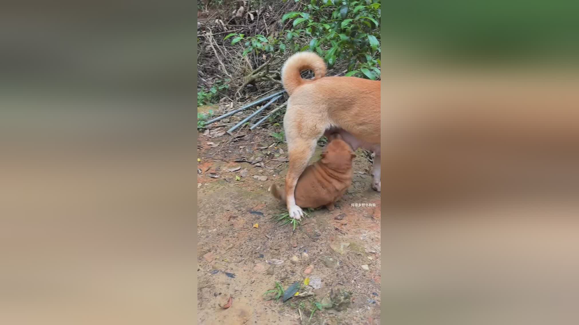 图