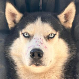 图