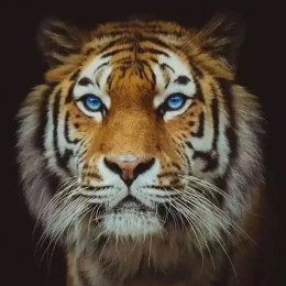 图